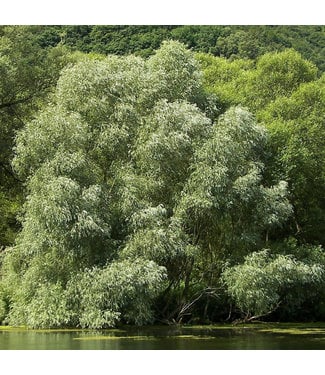 Livingstone Silky White Willow (Salix alba 'Sericea')