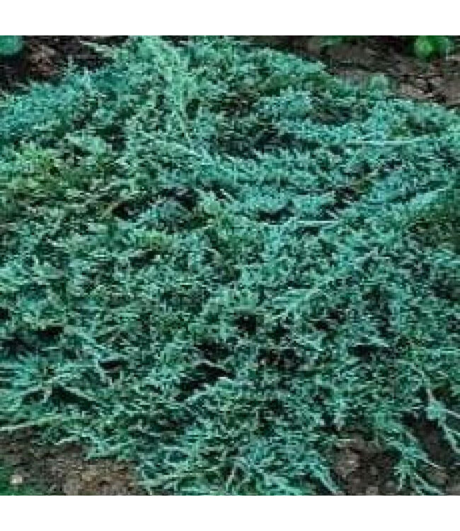 Icee Blue Juniper (Juniperus horizontalis 'Icee Blue')