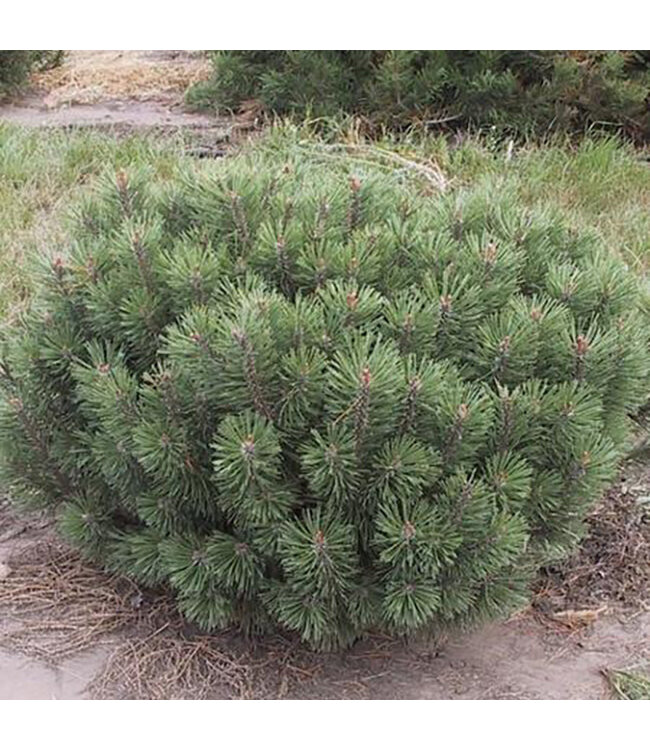 Mugo Pine (Pinus mugo mughus)