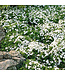 White Delight Moss Phlox (Phlox subulata 'White Delight')