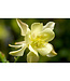 Kirigami  Columbine  (Aquilegia caerulea 'Kirigami')