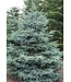 Colorado Blue Spruce (Picea pungens glauca 'Colorado Blue')