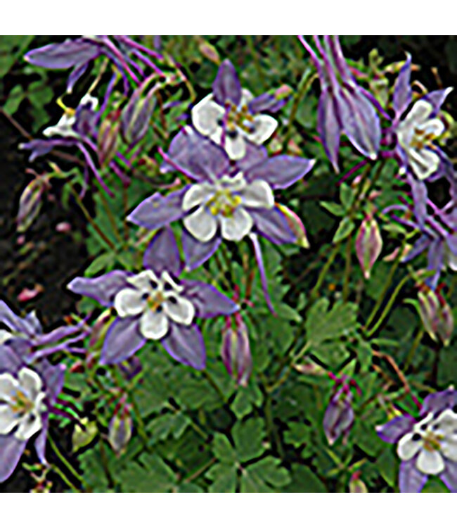 Aquilegia x cultorum 'Mckana's Giant' Columbine  11 cm [3]