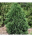 Technito Cedar (Thuja occidentalis 'Technito')