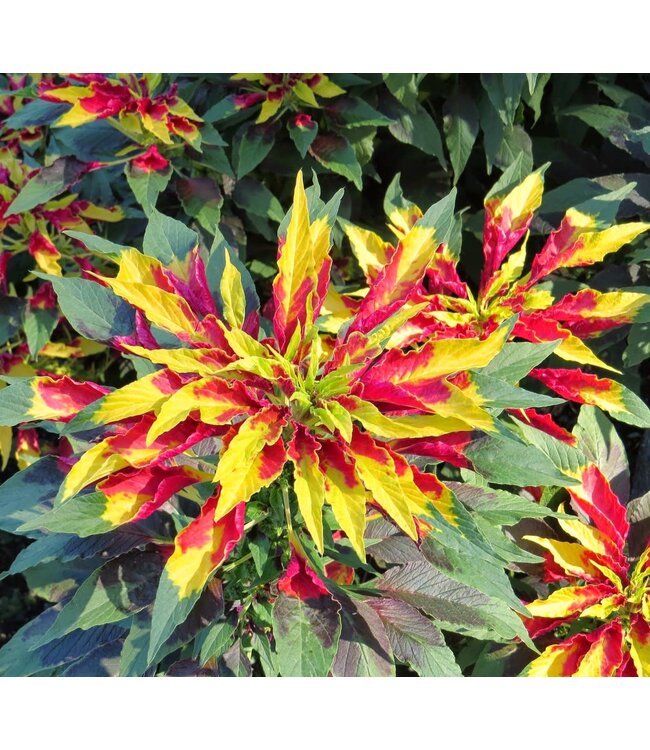 (Amaranthus tricolor 'Early Splendor') Early Splendor Summer Poinsettia - Annual - 4.5" [1]