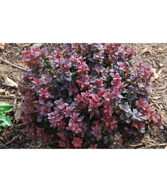 Livingstone Concorde Barberry  (Berberis thunbergii 'Concorde')