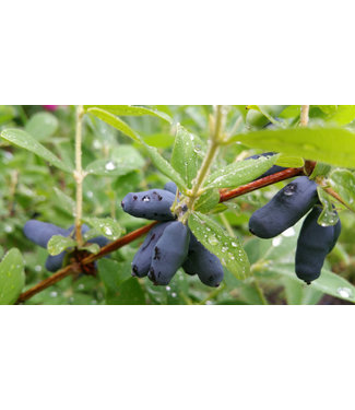 Livingstone Boreal Blizzard Honeyberry (Lonicera caerulea 'Boreal Blizzard')