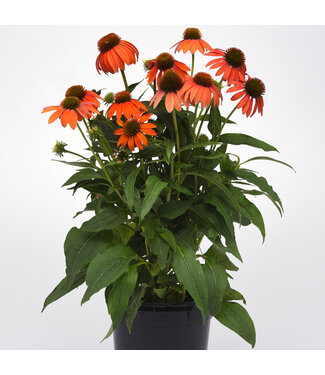 Livingstone Echinacea x (Artisan Soft Orange) 4in [2]