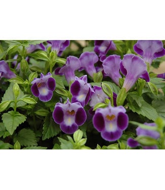 Livingstone Torenia Moon™ 'Purple' (Wishbone Flower ) 4.5in [1]