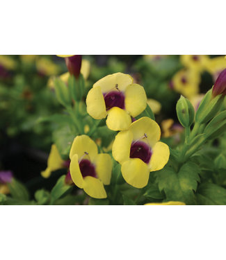 Livingstone Torenia Moon™ 'Yellow' (Wishbone Flower ) 4.5in [1]
