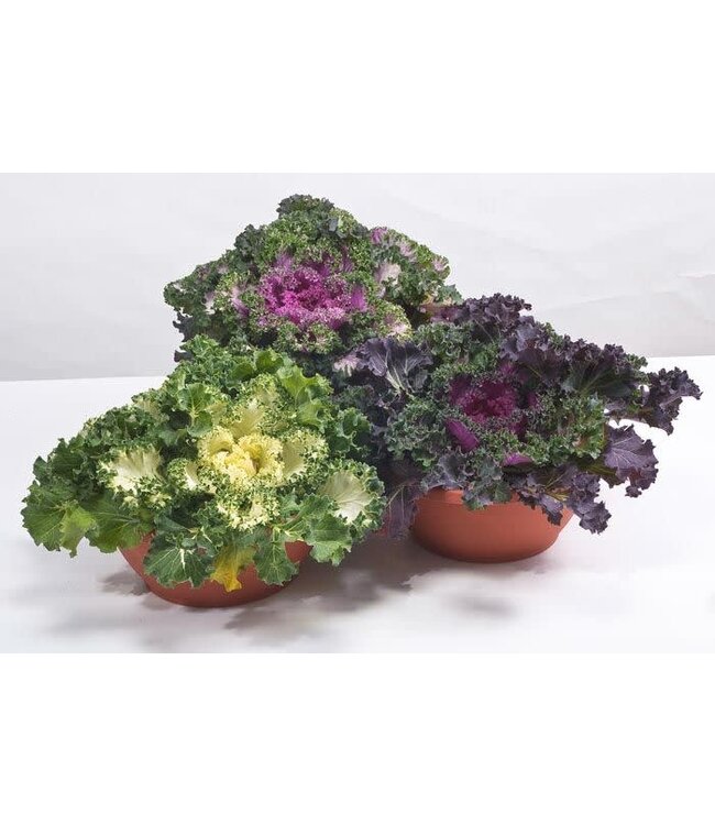 (Flowering Kale) Nagoya Mix Flowering Kale - 12cm / 4.5in [1]