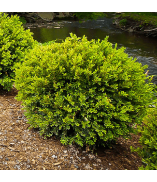 Livingstone Calgary Boxwood  (Buxus x 'Calgary')