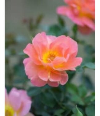 Livingstone Rosa x 'Marmalade Dream' (Rose)1gal [1]