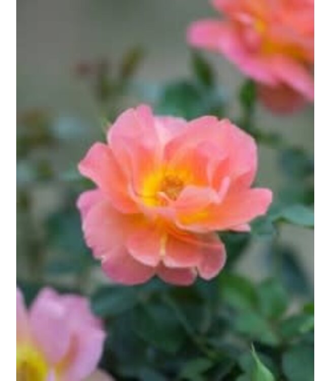 Marmalade Dream Rose (Rosa x 'Marmalade Dream') - #1 (1 Gallon) (GF) [1]