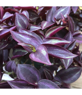 Livingstone Purple Wandering Jew - Annual (Tradescantia zebrina 'Purple Wandering Jew')  #1 (1 Gallon)