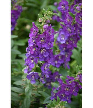 Livingstone Angelonia Angelface® 'Blue' (Summer Snapdragon) 4.5in [1]