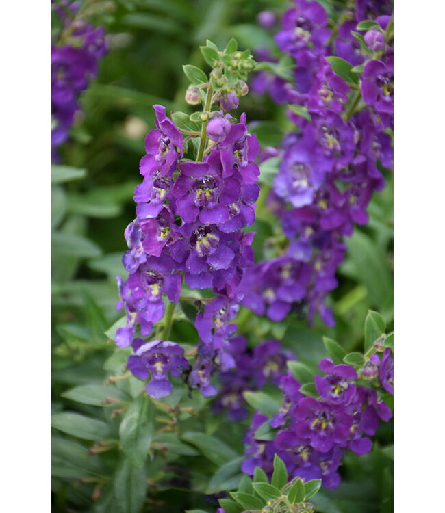 Angelonia Angelface® 'Blue' (Summer Snapdragon) 4.5in [1]
