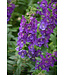 Angelonia Angelface® 'Blue' (Summer Snapdragon) 4.5in [1]