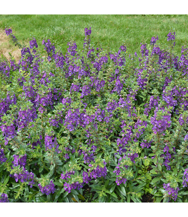 Angelonia Angelface® 'Blue' (Summer Snapdragon) 4.5in [1]
