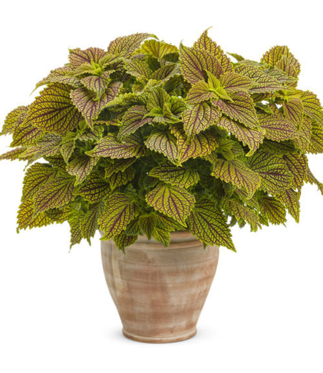 Coleus ColorBlaze® 'Golden Dreams' 4.5in [1]