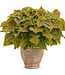 Coleus ColorBlaze® 'Golden Dreams' 4.5in [1]