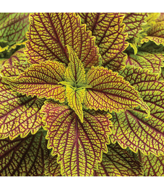 Livingstone Coleus ColorBlaze® 'Golden Dreams' 4.5in [1]