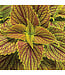 Coleus ColorBlaze® 'Golden Dreams' 4.5in [1]
