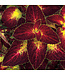 Coleus ColorBlaze® 'Dipt in Wine' 4.5in [1]