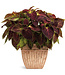 Coleus ColorBlaze® 'Dipt in Wine' 4.5in [1]