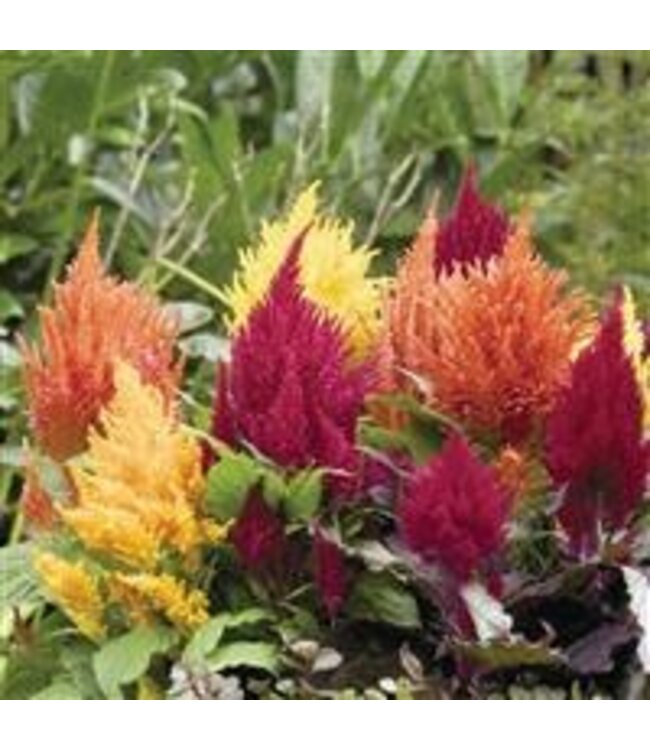 Celosia 'Fashion Look Mix' (Celosia ) 4.5in [1]