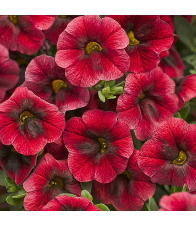 Calibrachoa Superbells® 'Pomegranate Punch' 4.5in [1]
