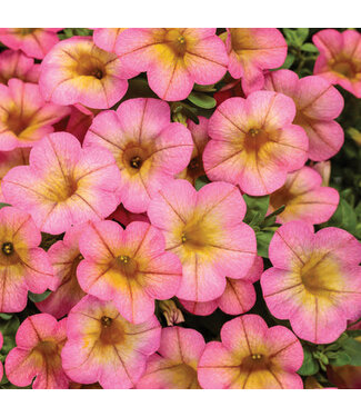 Livingstone Calibrachoa Superbells® 'Honeyberry' 4.5in [1]
