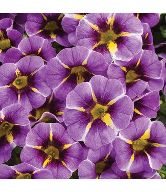 Livingstone Calibrachoa Superbells® 'Evening Star' 4.5in [1]