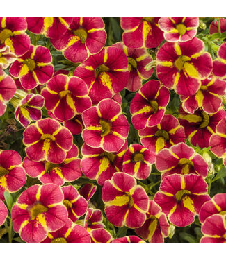 Livingstone Calibrachoa Superbells® 'Cardinal Star' 4.5in [1]