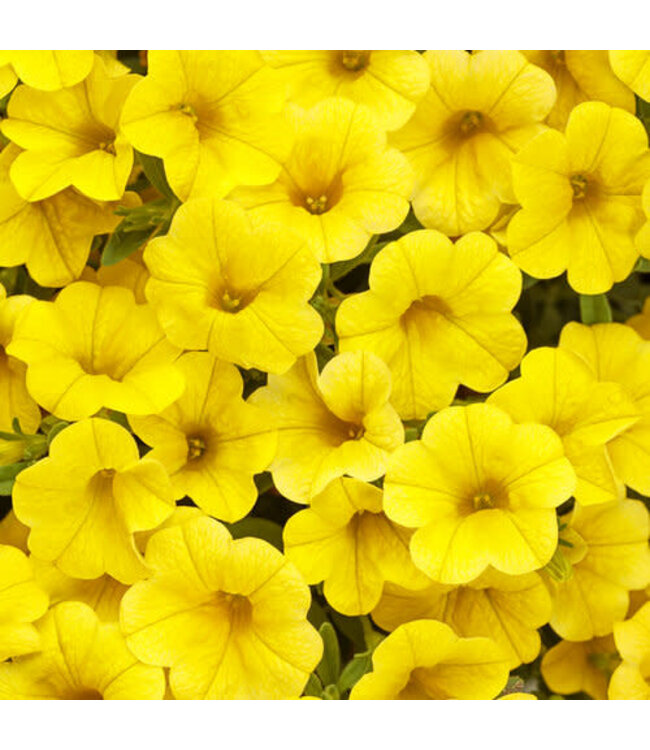 (Calibrachoa 'Superbells Yellow') Superbells Yellow Calibrachoa - Annual - 4.5" [1]
