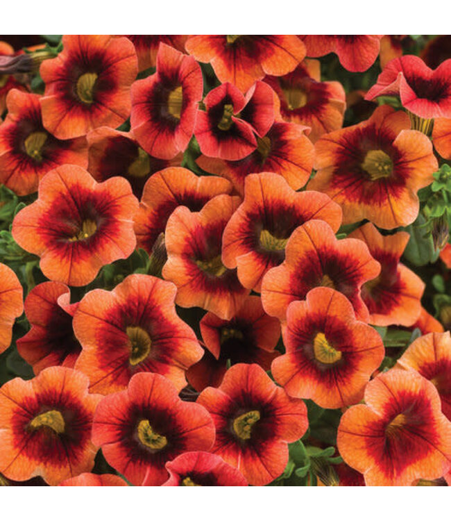 Calibrachoa Superbells® 'Tangerine Punch' 4.5in [1]