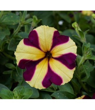 Livingstone Petunia hybrida Amore® 'Heart & Soul' 4.5in [1]