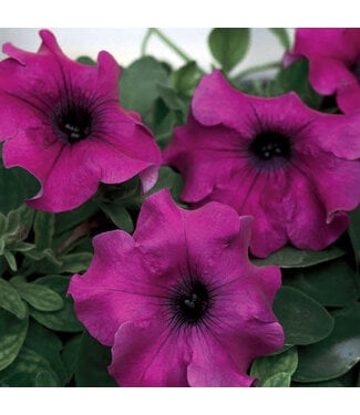 Livingstone Petunia hybrid Surfinia® 'Giant Purple' 4.5in [1]