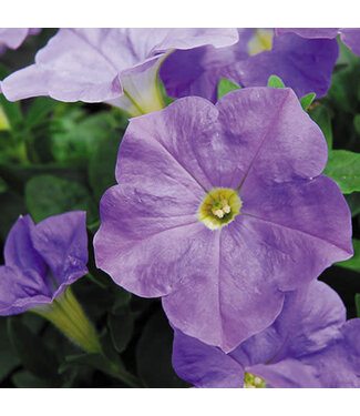 Livingstone Petunia Headliner™ 'Sky Blue' 4.5in [1]