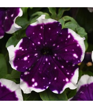 Livingstone Petunia Main Stage™ 'Glacier Sky' 4.5in [1]