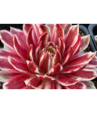 Livingstone Lotus Blossom Chick Charms (Sempervivum 'Lotus Blossom') - 11 cm / 4" [1]