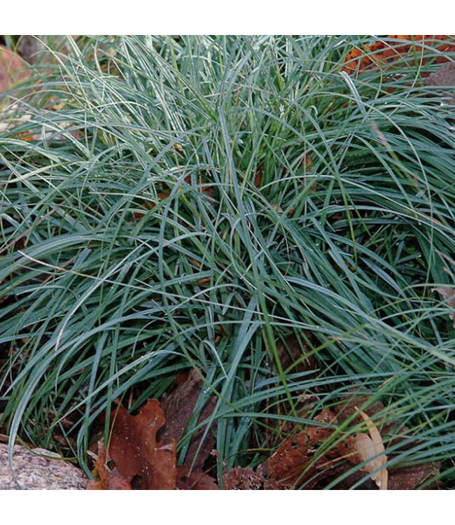 (Carex flacca 'Blue Zinger') Blue Zinger Sedge Grass - Annual - #1 [1]