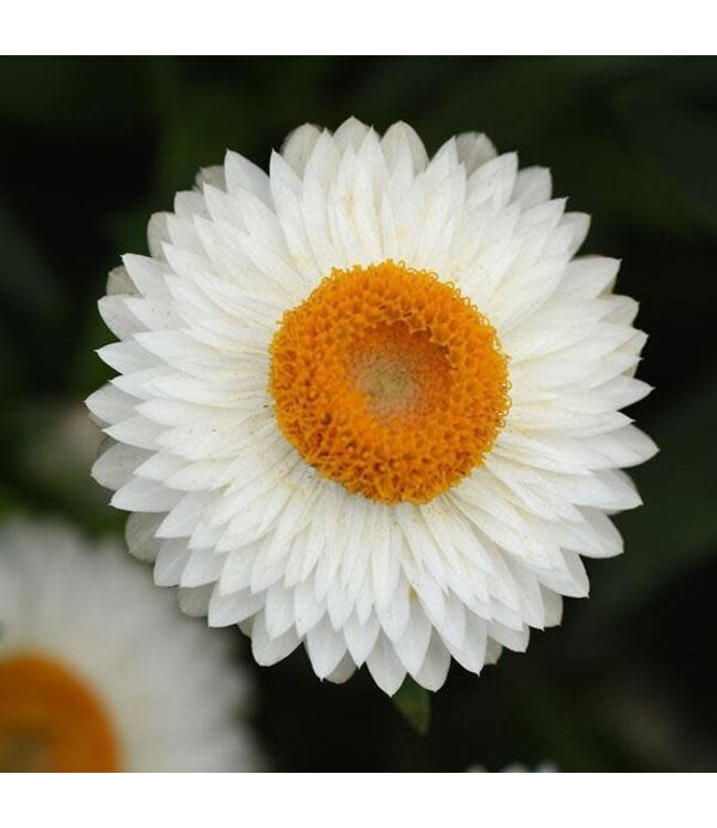 (Bracteantha bracteatum Mohave 'White') Mohave White Strawflower - 12cm / 4.5in [1]