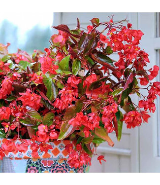 Livingstone (Begonia 'Dragon Wing Red') Dragon Wing Red Begonia - Annual - 4.5" [1]