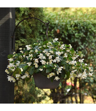 Livingstone Begonia Dragon Wing® (White) 4.5in [1]