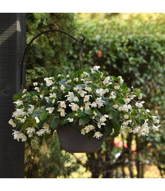 Livingstone (Begonia 'Dragon Wing White') Dragon Wing White Begonia – Annual - 4.5" [1]