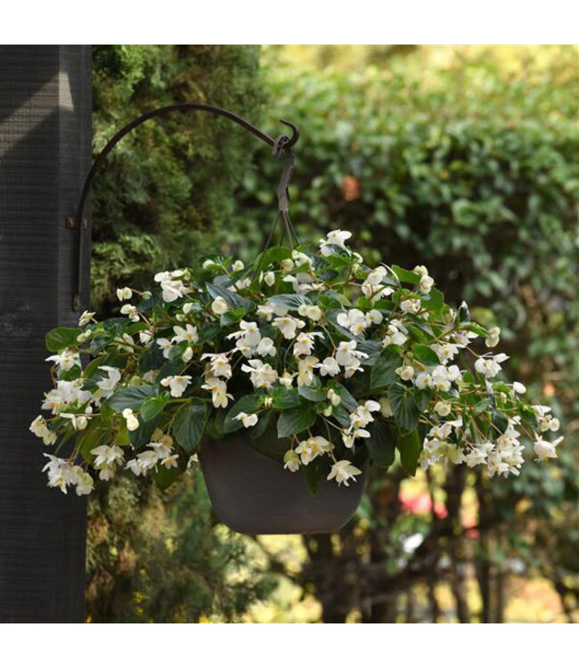 (Begonia 'Dragon Wing White') Dragon Wing White Begonia – Annual - 4.5" [1]
