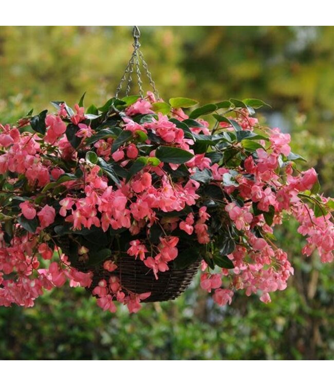 Begonia Dragon Wing® (Pink) 4.5in [1]