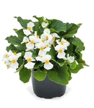 Livingstone (Begonia Whopper 'White with Green Leaf') Whopper White with Green Leaf Begonia - Annual - 4.5" [1]