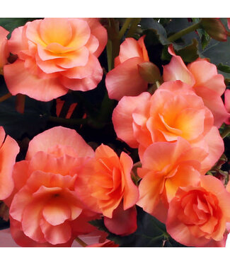 Livingstone Begonia hiemalis Solenia® (Apricot) 4.5in [1]